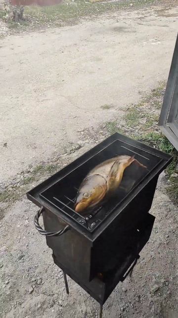 Толстолоб горячего копчения в домашних условиях / Hot smoked silver carp at home