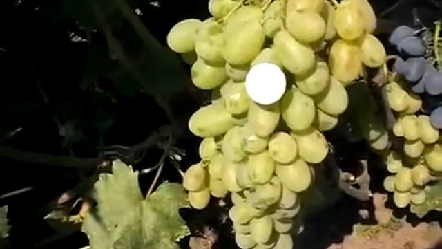 Виноград Изысканный смотреть онлайн