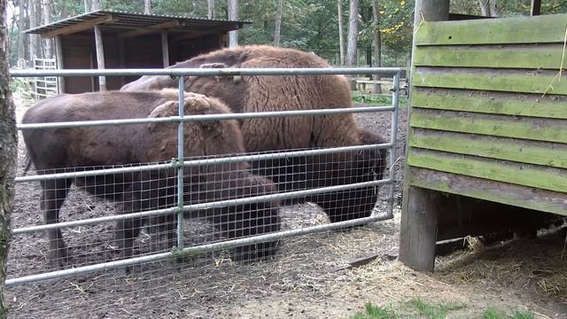 Saerbeck   Wildfreigehege Nöttler Berg   Bison bison 01 ies