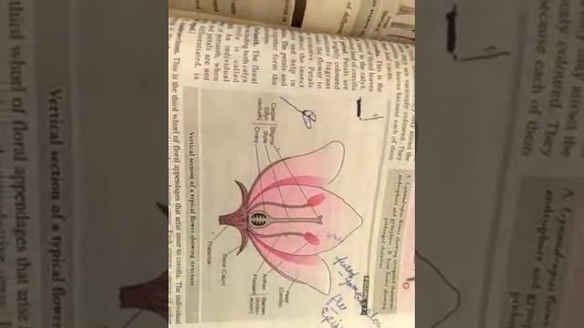 special type of inflorescence смотреть онлайн