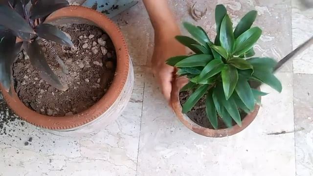 How to Care For Ti Plants