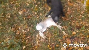 ОСЕНЬ. ОХОТА. ЗАЙЦЫ