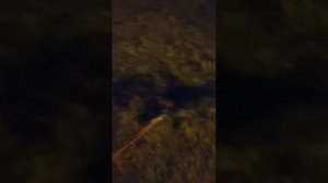 1000062139.mp4
