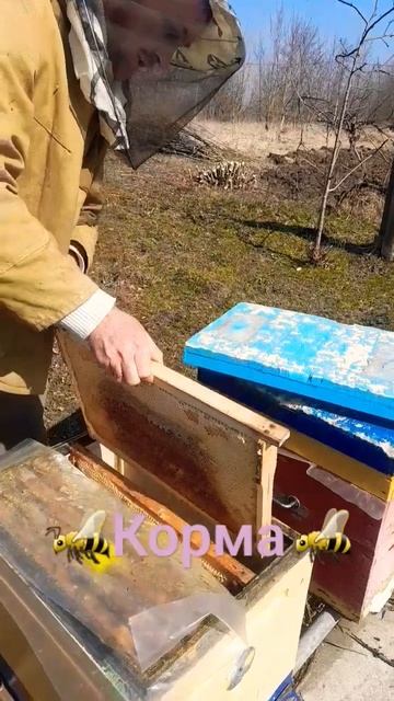❗️ДАЁМ КОРМОВЫЕ РАМКИ❗️ 10.03.2024 #пасека #пчеловодство #пчелы #хобби смотреть онлайн
