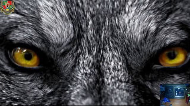 Кедр-дерево смотреть онлайн