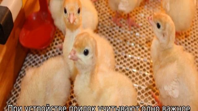 Индюки Хайбрид Конвертер — характеристики