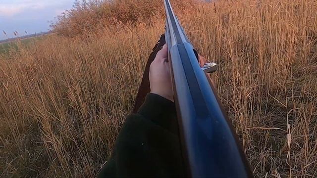 ФАЗАНЫ РАДА И КРАСИВЫЕ ВЫСТРЕЛЫ #охота #хобби #hunter #hunting #выстрел смотреть онлайн