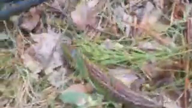 Отдайте хвост! смотреть онлайн