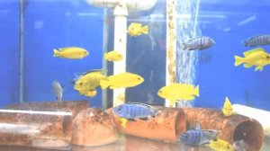 Saulosi Fun! - Pseudotropheus Saulosi Cichlid