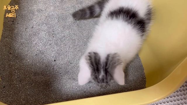 [sub] ep6 화장실 벤토나이트로 바꿨어요 | cat video | смотреть онлайн