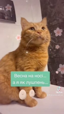 Весна на носі у кота #приколизкотами #кітукраїнець #думкикота