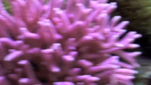 Pink Birdnest Coral in HD смотреть онлайн