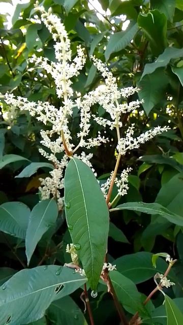 Wild Flowers | Adam's Peak | @slevlog смотреть онлайн