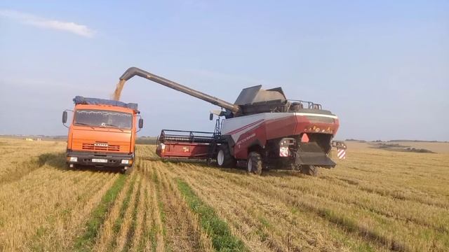 Уборка зерновых смотреть онлайн