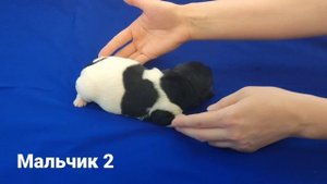Щенки Джек Рассел в г.Казань