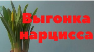 Нарцисс. Выгонка нарцисса. Луковица и цветок
1 часть.