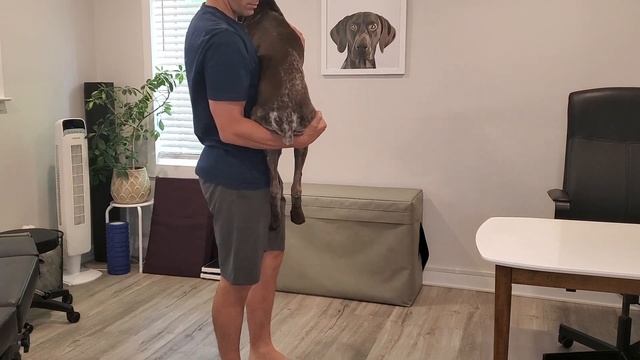 How to Pick up A Dog Correctly - Small, Medium and Large Breeds смотреть онлайн