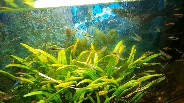 Завоз рыбок, растений и другой живности. Для клиентов и не только! смотреть онлайн