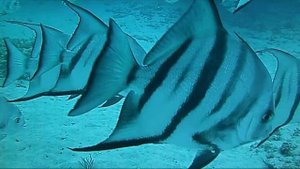 Atlantic Spadefish
