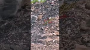 Медведь бродит по разрезу в Кузбассе