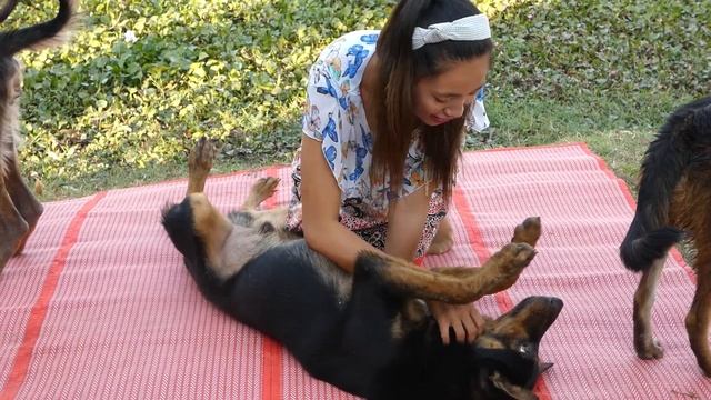 beautiful girl playing with her dog at home, how to training cute puppy #26 смотреть онлайн