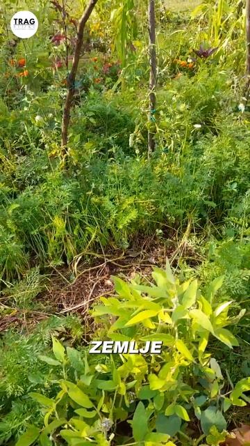 JEDNOSTAVAN uzgoj MRKVE смотреть онлайн