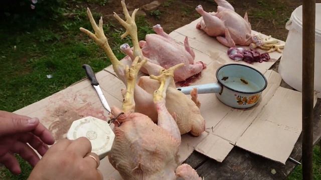 Тушки бролеров. Пришло время. 1 месяц и 3 недели. смотреть онлайн