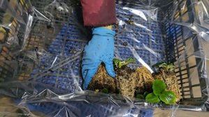 Упаковка Трей рассады