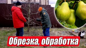 Как формировать дерево груши? Советы от Дмитрия Звонка