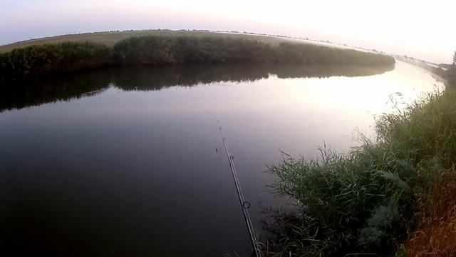 Караси.