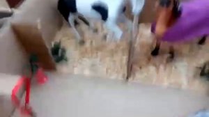 Обзор моего КСК лошадей SCHLEICH 2часть