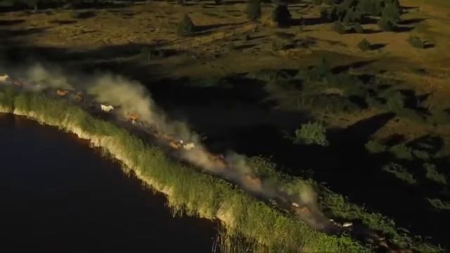 Лошади - грация и красота смотреть онлайн