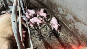 Наша насыщенная жизнь в деревне! Вес поросят в 14 дней! С нами не соскучишься!