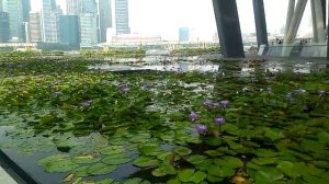 Вода вода кругом вода - искусственные водоемы в центре города