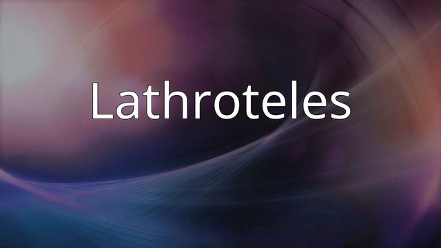 Lathroteles смотреть онлайн