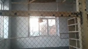 Голуби Казахстан