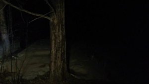 Дом в лесу. Часть 1