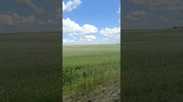 кочевка 2024 г смотреть онлайн