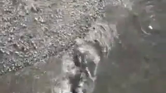 Охота сомов на голубей смотреть онлайн