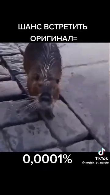 Прикол 😂 #cats #dog #viralvideo #другчеловека #новыеприколы #животные #любовь #смех #тиктоклучшее смотреть онлайн