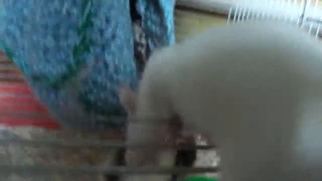 My rats The fight for the nut =)) смотреть онлайн