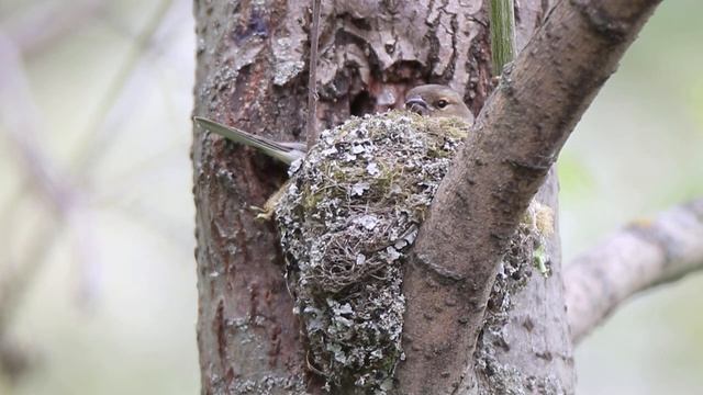 Зяблик 160417 3 самка сидит в гнезде 1 смотреть онлайн
