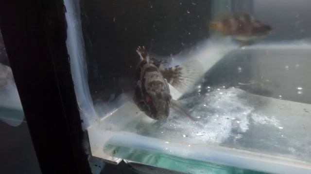 Epinephelus aeneus - www.PecesDelMediterraneo.com - www.MediterraneanFishes.com смотреть онлайн