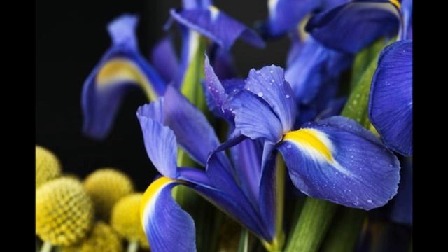 Iris смотреть онлайн