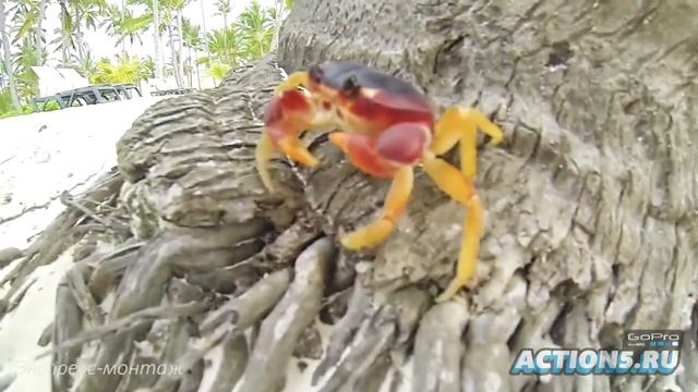 Экспересс-монтаж видеоролика, снятого на GoPro (от Action5.ru) смотреть онлайн