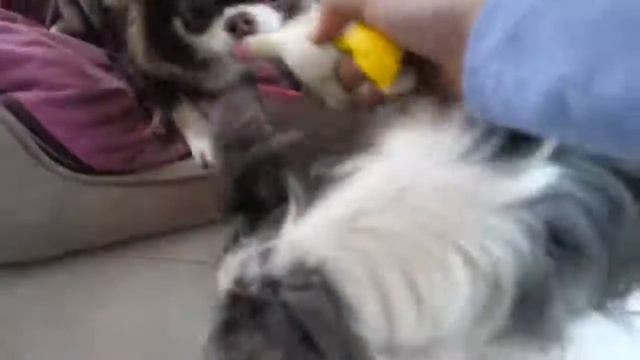 АНТИСТРЕССЫ ПРОТИВ ВОЛШЕБНЫХ ПИТОМЦЕВ! ЧТО ВНУТРИ АНТИСТРЕСС ИГРУШЕК ДЕЛАЕМ ЛИЗУ смотреть онлайн