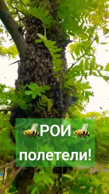 ❗️ПЕРВЫЕ РОИ26.04.2024 #пасека #пчелы #пчеловодство #bee #рой смотреть онлайн