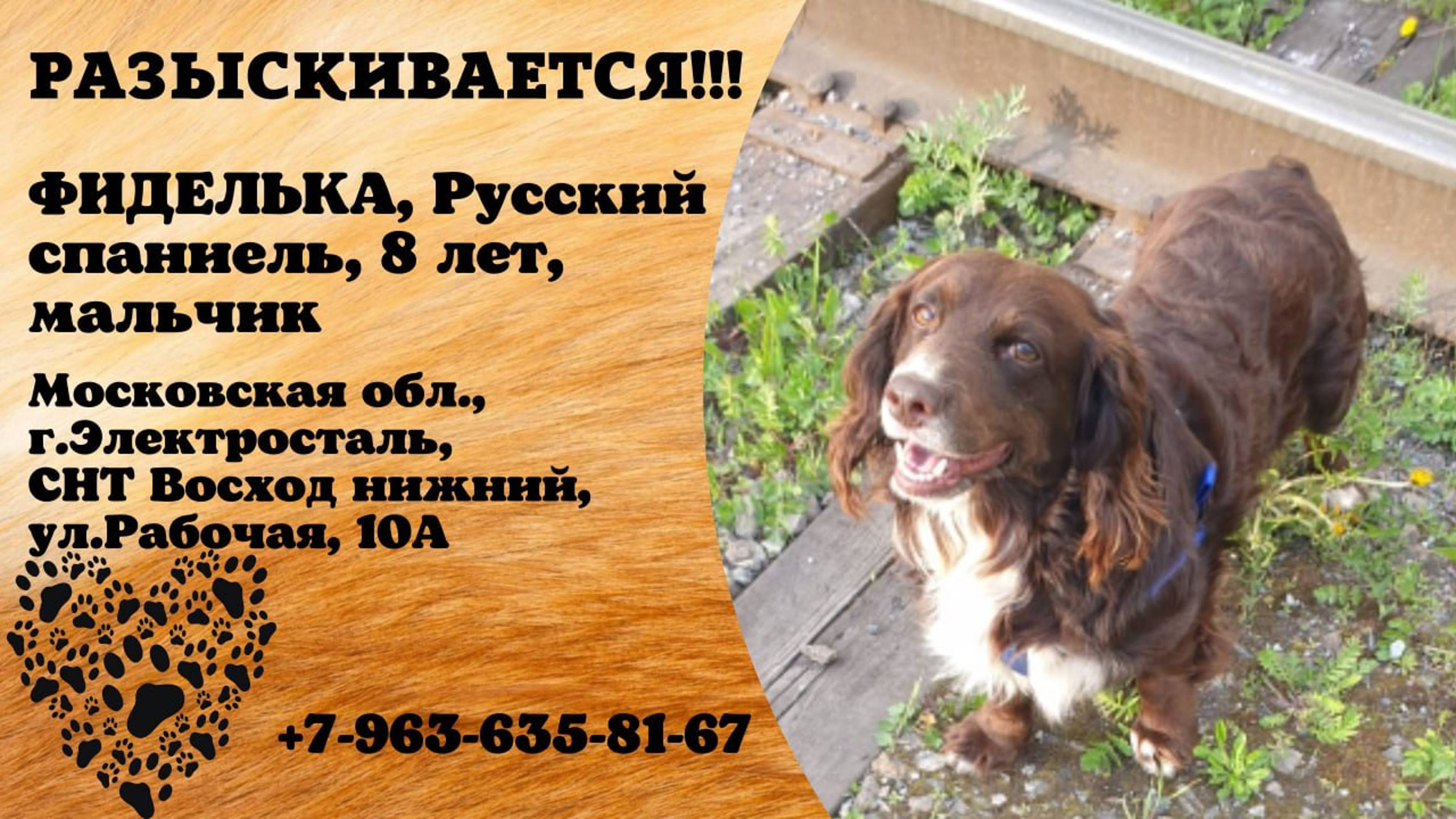 Пропала собака! ФИДЕЛЬКА. Русский спаниель. 8 лет. Мальчик. Московская обл, г. Электросталь