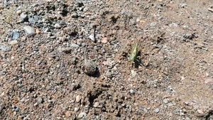 ВЛОГ на РЕЧКЕ/КУПИЛИ молодой КАРТОФЕЛЬ