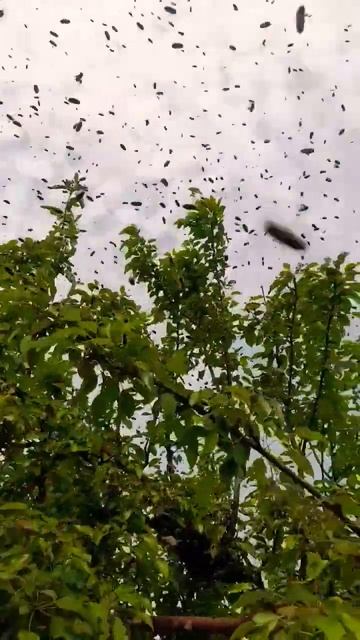 ❗️РОЙ ПЧЁЛ ПРИВИВАЕТСЯ #пасека #bee #пчелы #пчеловодство #рой смотреть онлайн